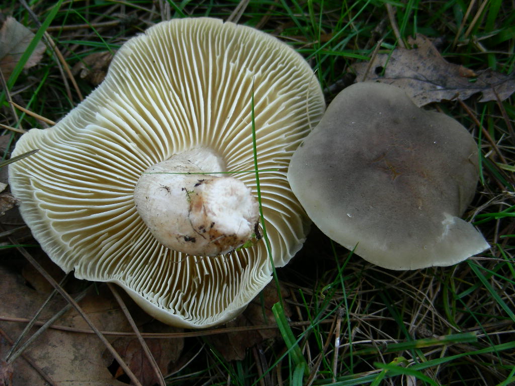 Tricholoma ... var .... fo ....